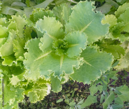 Fresh green lettuce growing in a garden bed, top view.