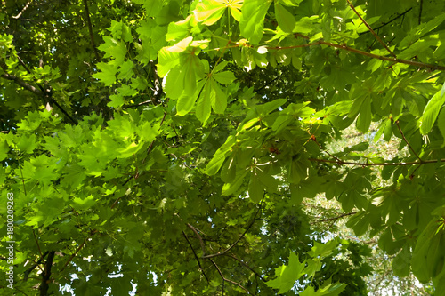 Green leaves fill the frame — chestnut leaves in the foreground and maple leaves in the background. Summer, sunlight.
