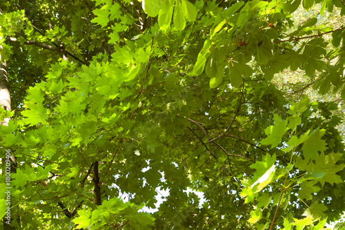 Green leaves fill the frame — chestnut leaves in the foreground and maple leaves in the background. Summer, sunlight.