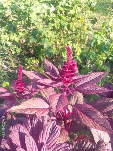 Blooming amaranth in a summer garden, purple leaves and flowers in focus, blurred green foliage in the background, cultivated plants in sunlight.