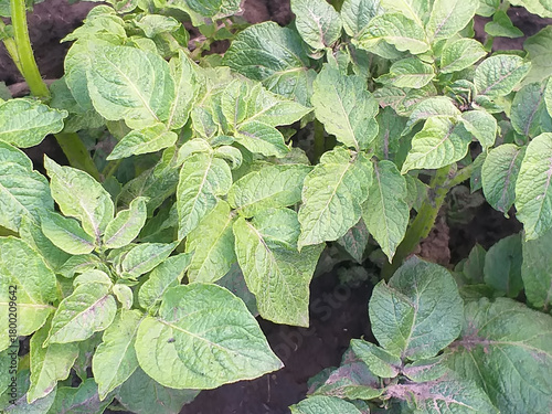 Green potato plants growing in the garden bed, lush leaves photographed from above, top view of potato foliage in summer.