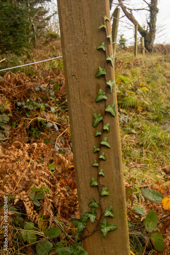autumn in the forest ivy growing on direction post