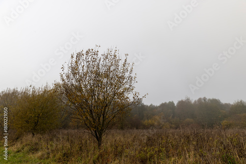 yellowed dry grass in a field in the autumn season after a cold snap and frosts, nature in a forest with various trees and shrubs and grass, foggy weather and a gray dim sky