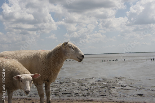 Schaf steht im Watt bei Ebbe – vor dem weiten Horizont und unter einem wolkigen Himmel
