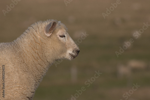 Lamm-Portrait (Junges Schaf)