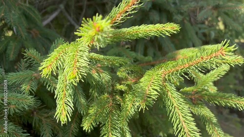 Close-up video of fresh pine needles gently swaying in the wind. Natural forest greenery in soft motion, perfect for nature backgrounds, eco-themed projects, relaxation videos, and environmental conte