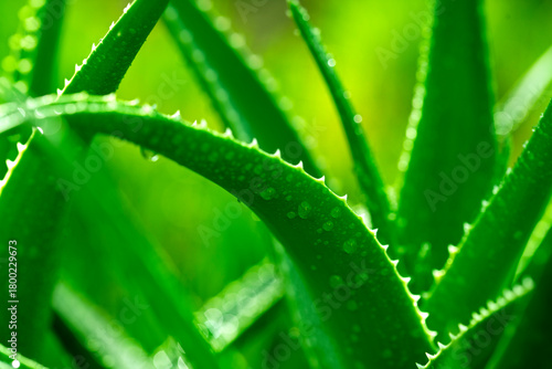 A close up of a green aloe plant with spiky leaves