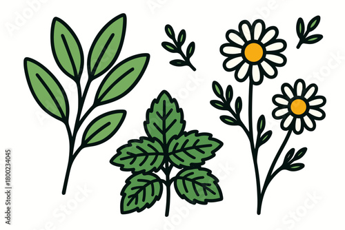herbal decor flat vector bold outline white background minimal bright sage mint chamomile