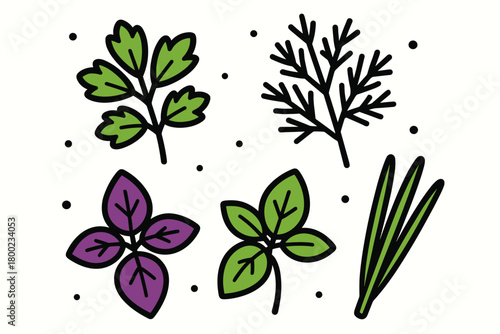fresh kitchen herbs flat vector bold outline white background minimal bright parsley dill basil dots