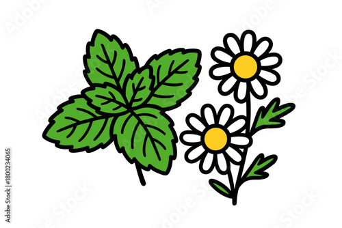 mint and chamomile flat vector bold outline white background minimal bright mint leaves chamomile flowers