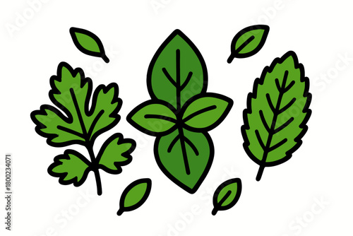 fresh herb mix flat vector bold outline white background minimal bright parsley basil mint leaf scatter
