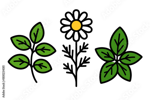 tea herbs flat vector bold outline white background minimal bright mint chamomile basil