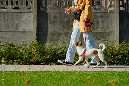 Fototapeta Naklejka Na Ścianę i Meble -  Person in yellow coat walking small dog on red leash along sidewalk in sunny day. Woman with her pet have fun at morning walking. Female pet sitter with Jack Russell terrier dog at city street