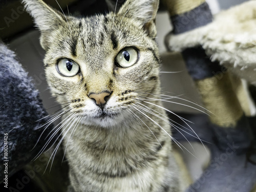 Stray cats in the street