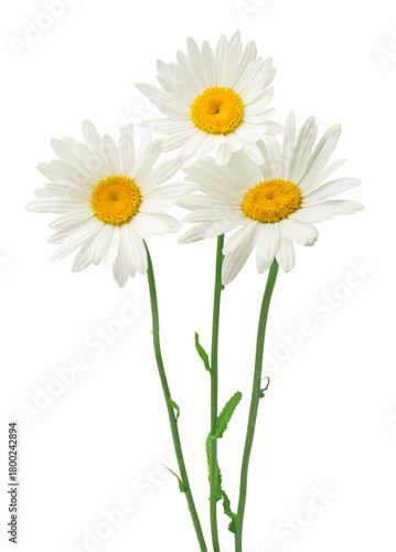 Three daisy flowers isolated on a white background.
