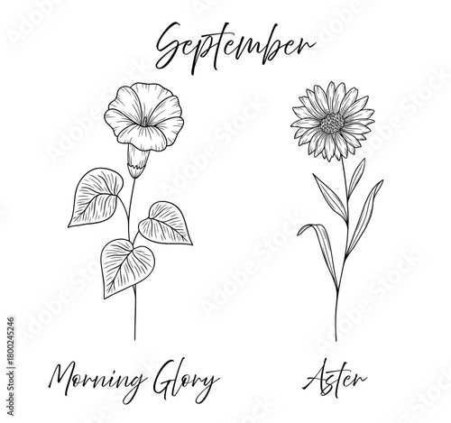 September birth flowers morning glory and aster, line art vector illustrations set, black and white botanical drawing. Elegant floral sketch, hand drawn monochrome flower design, tattoo style.