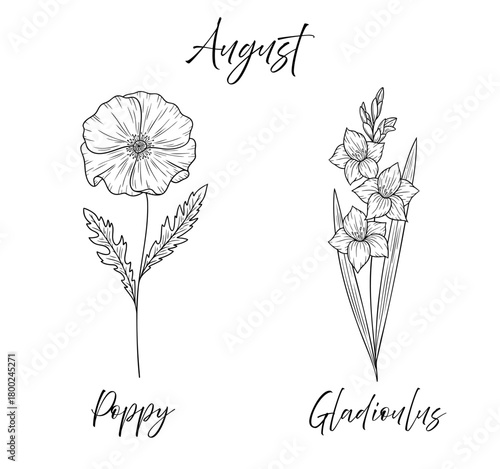 August birth flowers poppy and gladiolus, line art vector illustrations set, black and white botanical drawing. Elegant floral sketch, hand drawn monochrome flower design, tattoo style.
