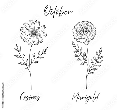October birth flowers cosmos and marigold, line art vector illustrations set, black and white botanical drawing. Elegant floral sketch, hand drawn monochrome flower design, tattoo style.