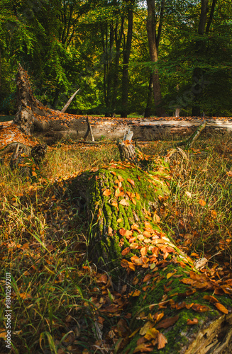 Sunny Woodland Clearing with Golden and Green Trees in Vibrant Autumn Forest