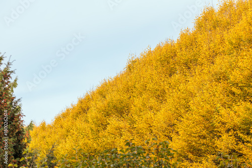 Golden Yellow Autumn Trees Against Pale Sky