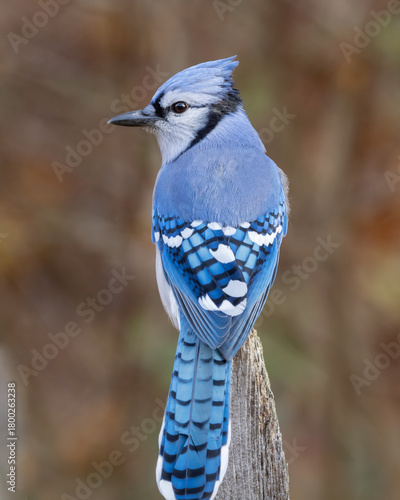 A close up of a colorful Blue Jay perched on the tip of a fence post