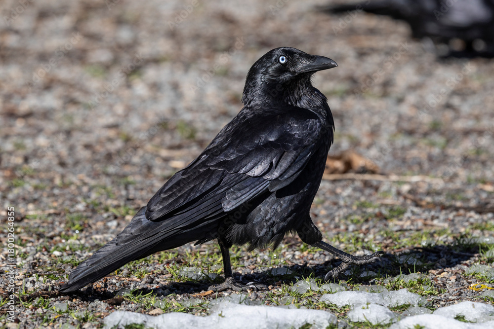 Naklejka premium Australian Little Raven walking on snow and grass