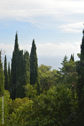 Tall coniferous trees overlooking the ocean under a blue sky, picturesque nature landscape, copy space