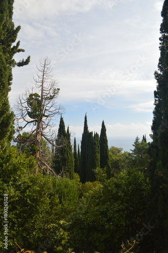 Scenic view of lush green forest with coniferous trees and ocean in the background, peaceful nature landscape, copy space