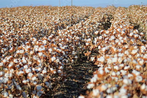 Cotton Field at Harvest