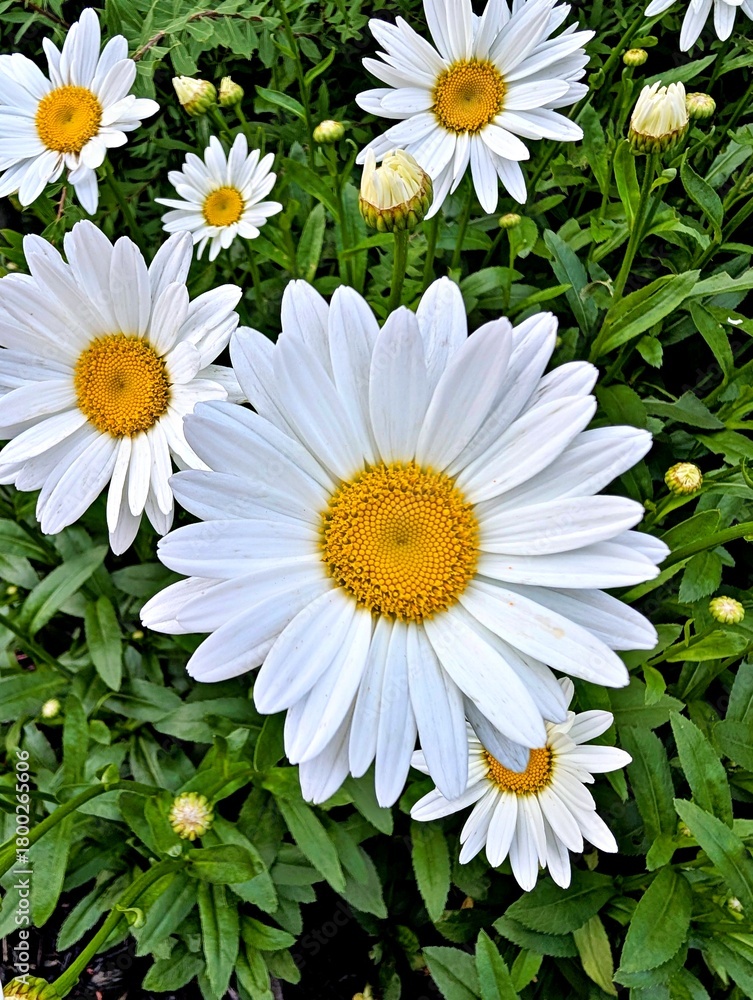 Fototapeta premium A close up on a bunch of wild daisies