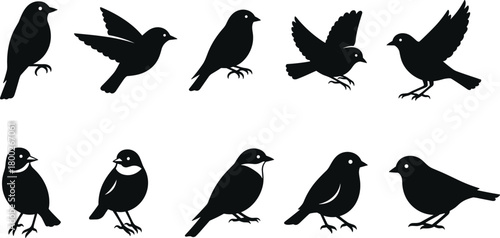 Collection of ten black bird silhouettes in various poses on white background vector