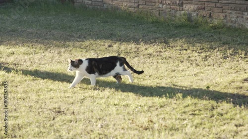A domestic cat walking through a sunlit front yard, surrounded by green grass and garden plants.