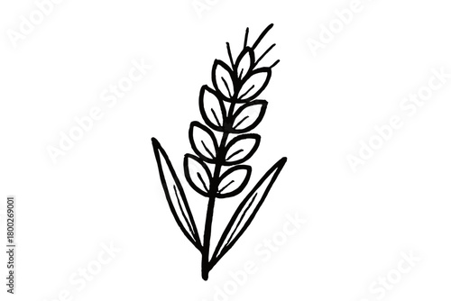 handdrawn cute doodle style wheat stalk vector line illustration