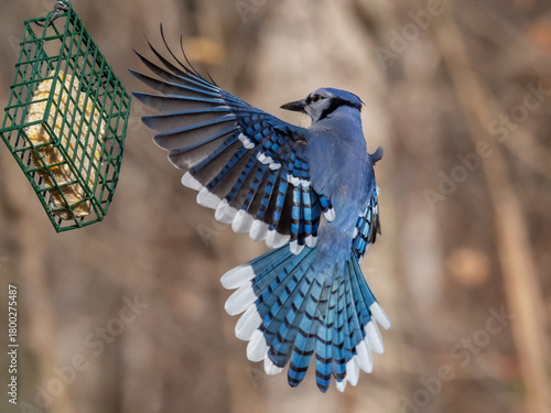 A Blue Jay preparing to land on a suet block bird feeder with its wings and tail spread