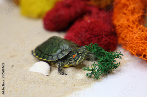 a red-eared turtle on the sand
