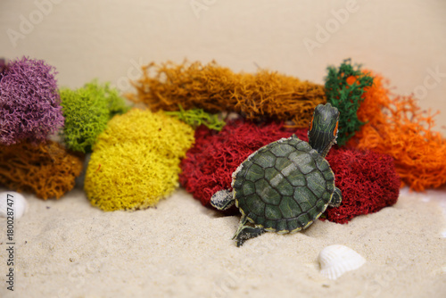 a red-eared turtle on the sand
