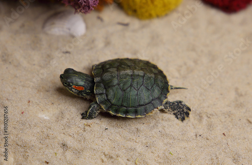 a red-eared turtle on the sand
