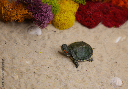a red-eared turtle on the sand