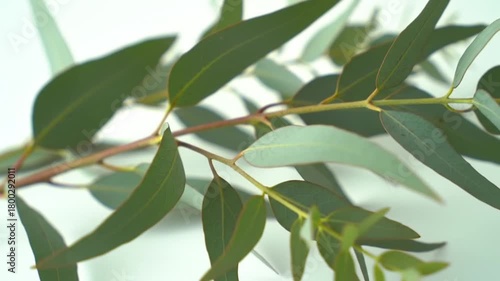 Wallpaper Mural Eucalyptus Branch Video: Serene Footage of Green Leaves in Motion with a White Background Torontodigital.ca