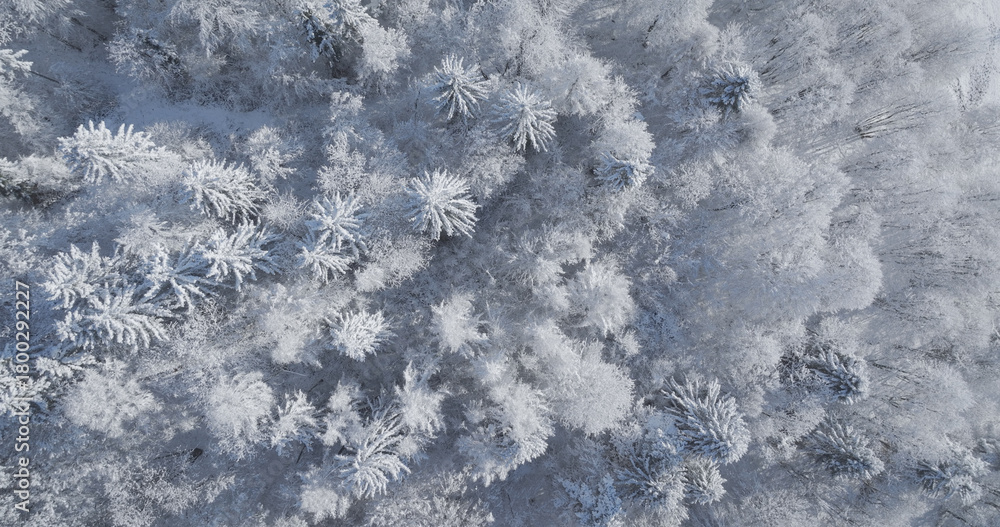 Obraz premium AERIAL TOP DOWN: Mesmerizing white texture of a mixed forest covered with freshly fallen snow. Blend of natural beauty with winter serenity where frozen landscape glows softly under morning sunlight.