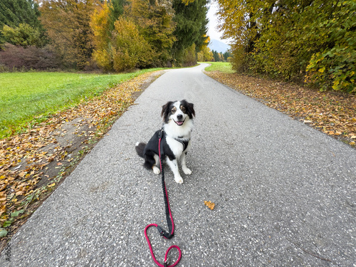 Happy dog on a leash sitting on a scenic country road in autumn