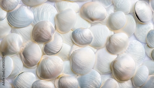 White Mother Of Pearl Background