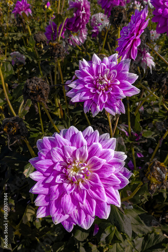 Magenta Dahlias in a Row