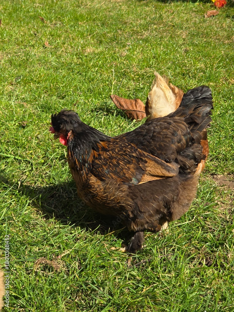 Fototapeta premium ​A Majestic Black and Brown Hen with Feathered Legs Foraging on Lush Green Grass: Close-Up of a Heritage Chicken Breed (Brahma or Cochin) in Sunny Pasture, Symbolizing Quality and Natural Farm Life