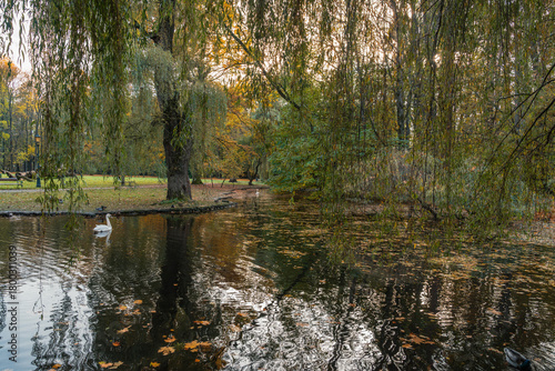 A serene view of a swan swimming on a pond in a peaceful park setting, surrounded by trees, with leaves floating on the water.
