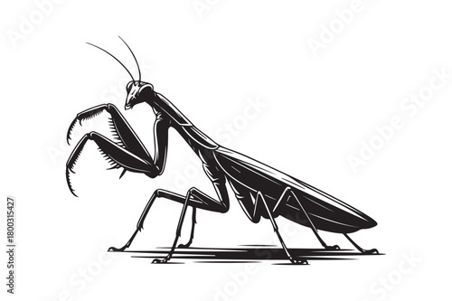 Detailed black and white illustration of a praying mantis
