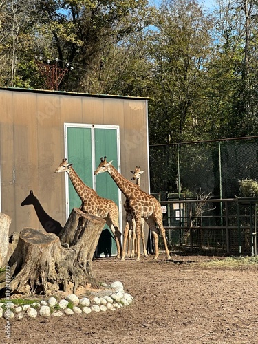 Photography giraffes in the zoo