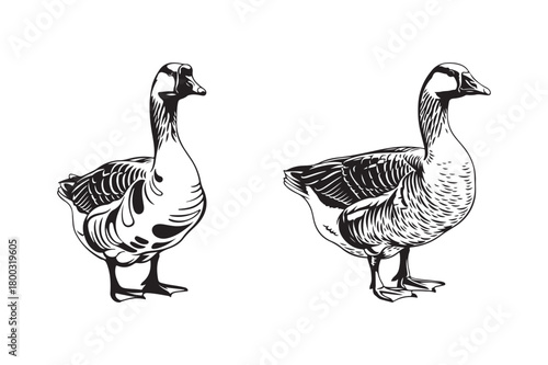 Two hand drawn geese standing side by side