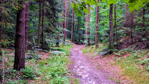 Fototapeta Naklejka Na Ścianę i Meble -  Deep forest landscape. Close up on mountain ash tree leaves.