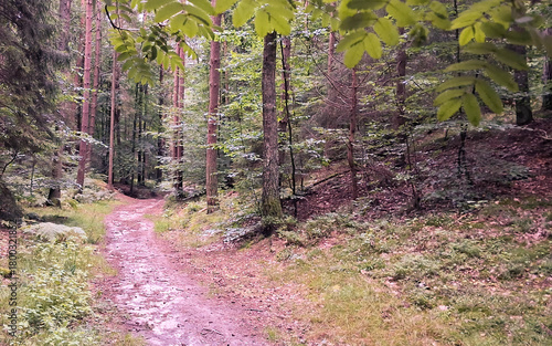 Fototapeta Naklejka Na Ścianę i Meble -  Deep forest landscape. Close up on mountain ash tree leaves.